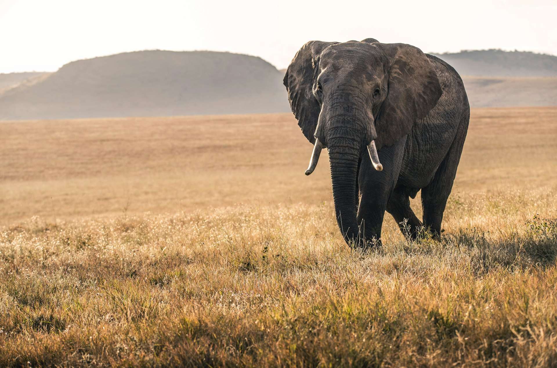 Hwange and Mana Pools